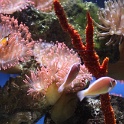 Marineland - Aquarium - 099